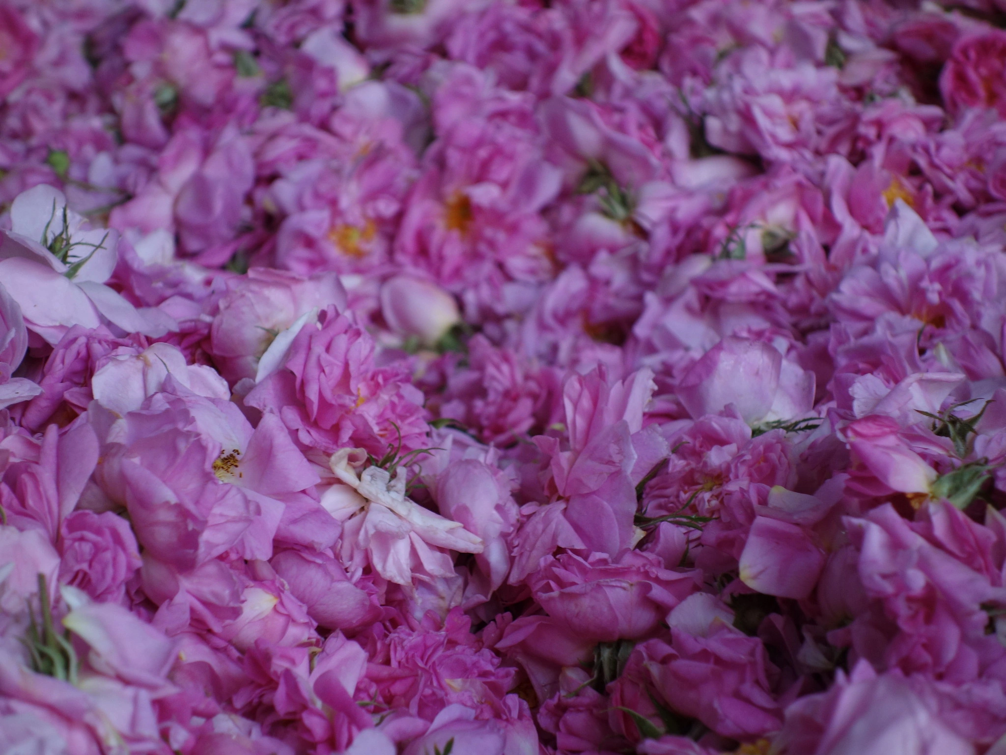 تاريخ مصنع وردة الطائف