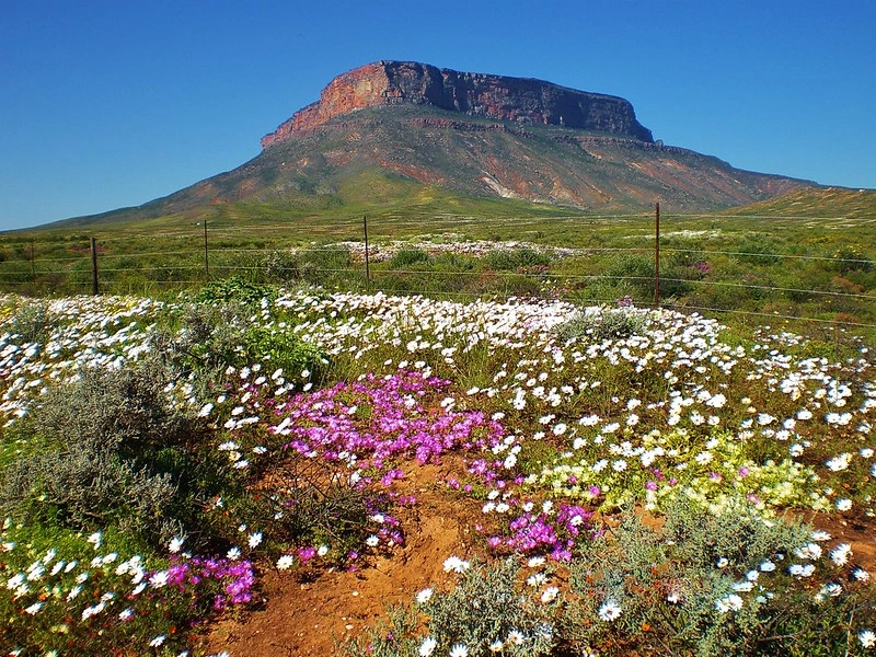 موسم الربيع، موسم البهجة في جنوب إفريقيا