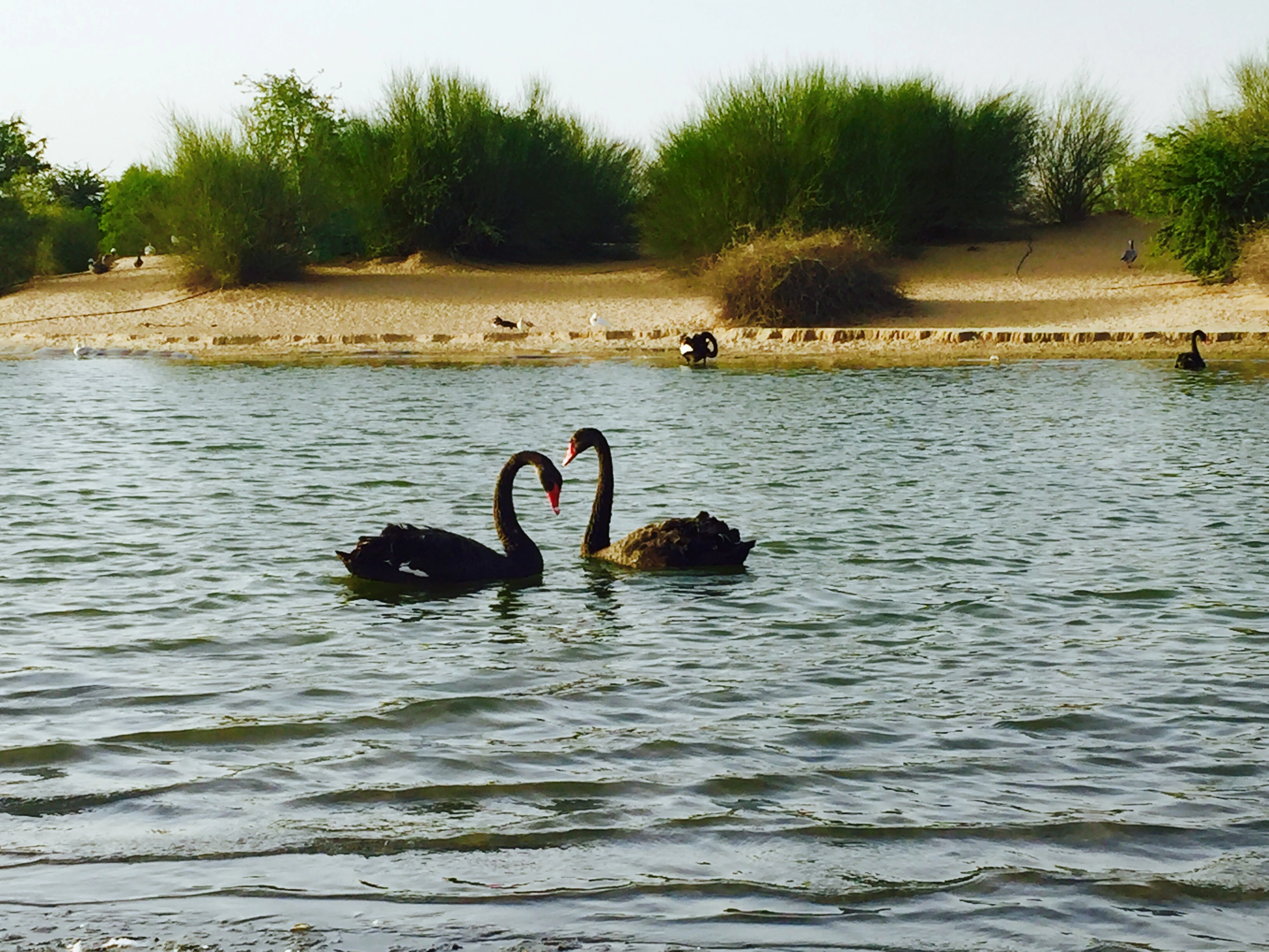Al Qudra lake