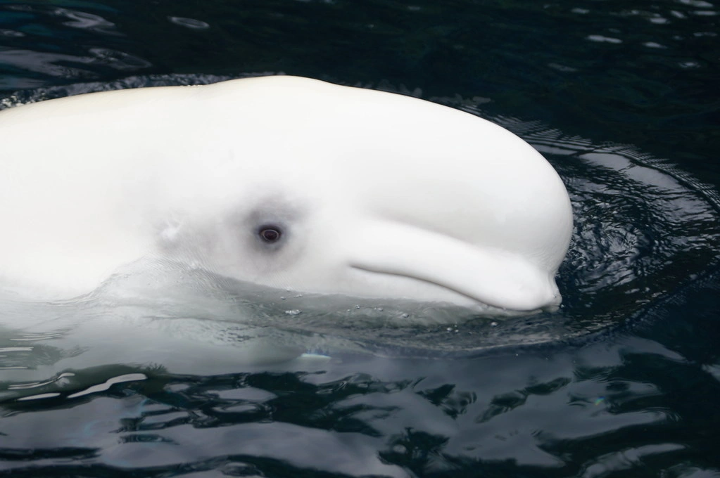 Beluga Whale at Vancouver Aquarium