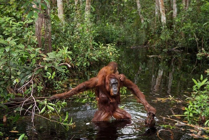Gunung Palung National Park, Indonesia