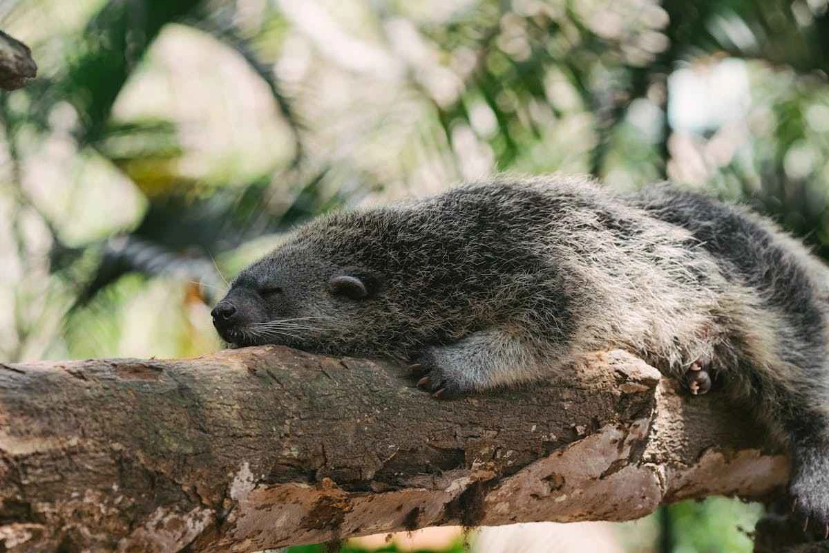 Binturong