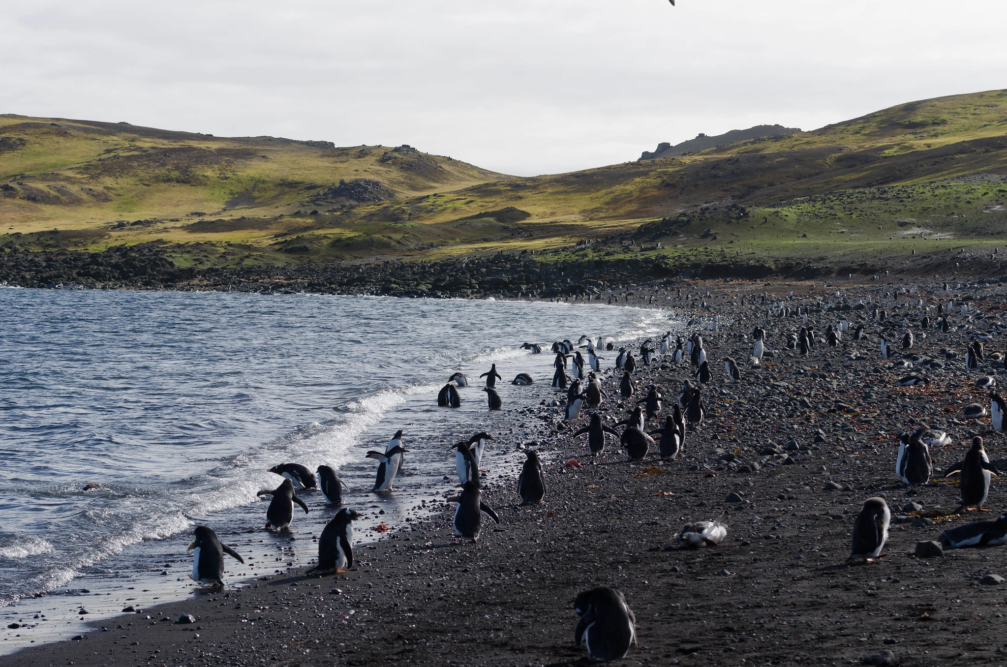 Cuverville Beach