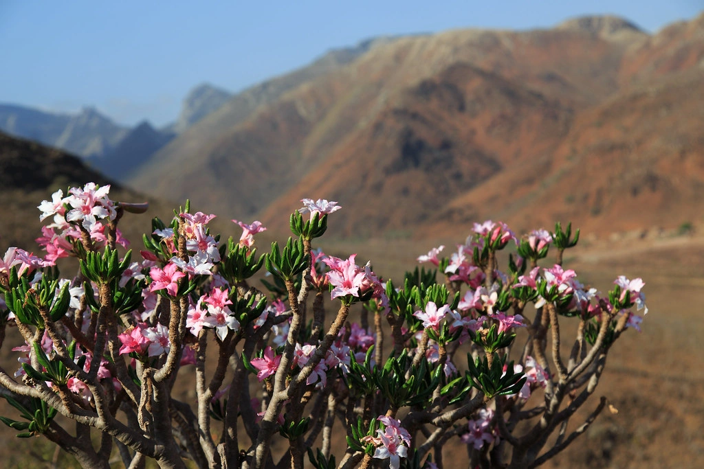 desert rose in socotra island