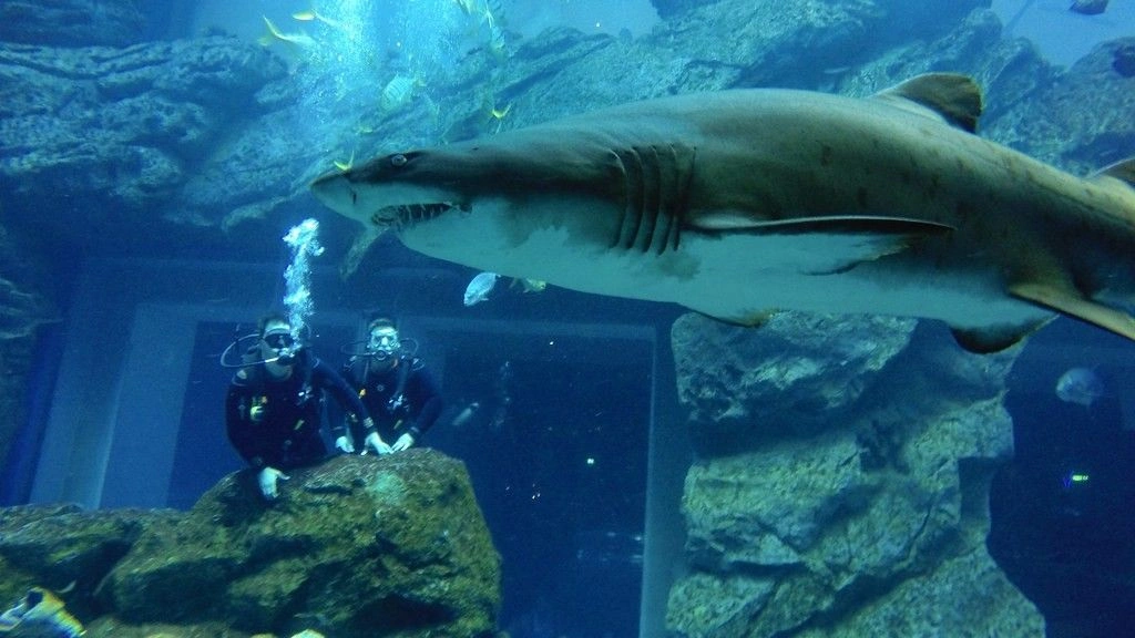 Dive with the Sharks