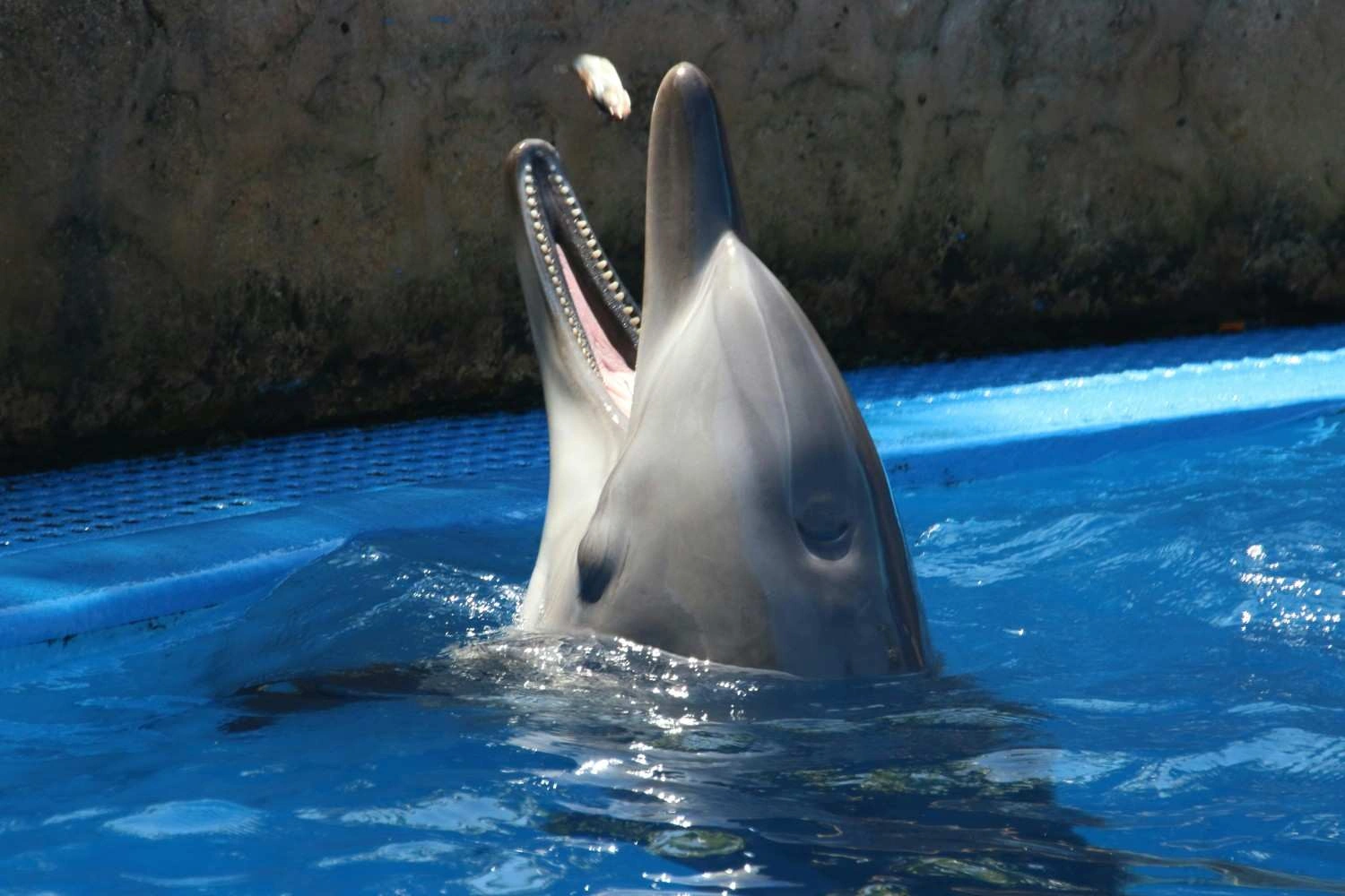 Dolphin Bay