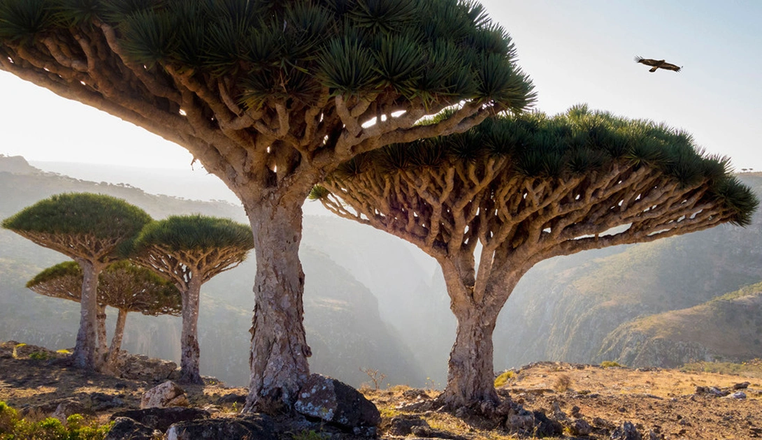 Dragon blood trees in Socotra Island