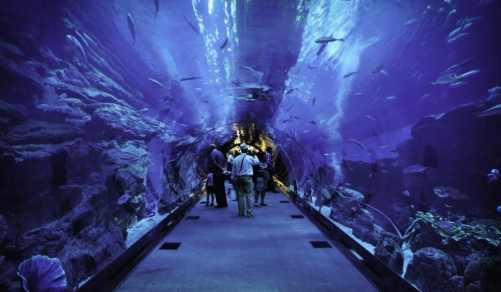 Dubai Aquarium underwater