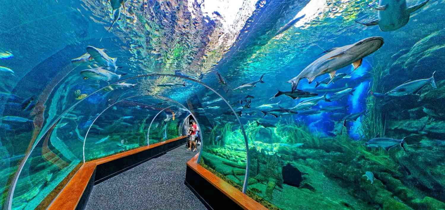 Dubai Aquarium and under water zoo