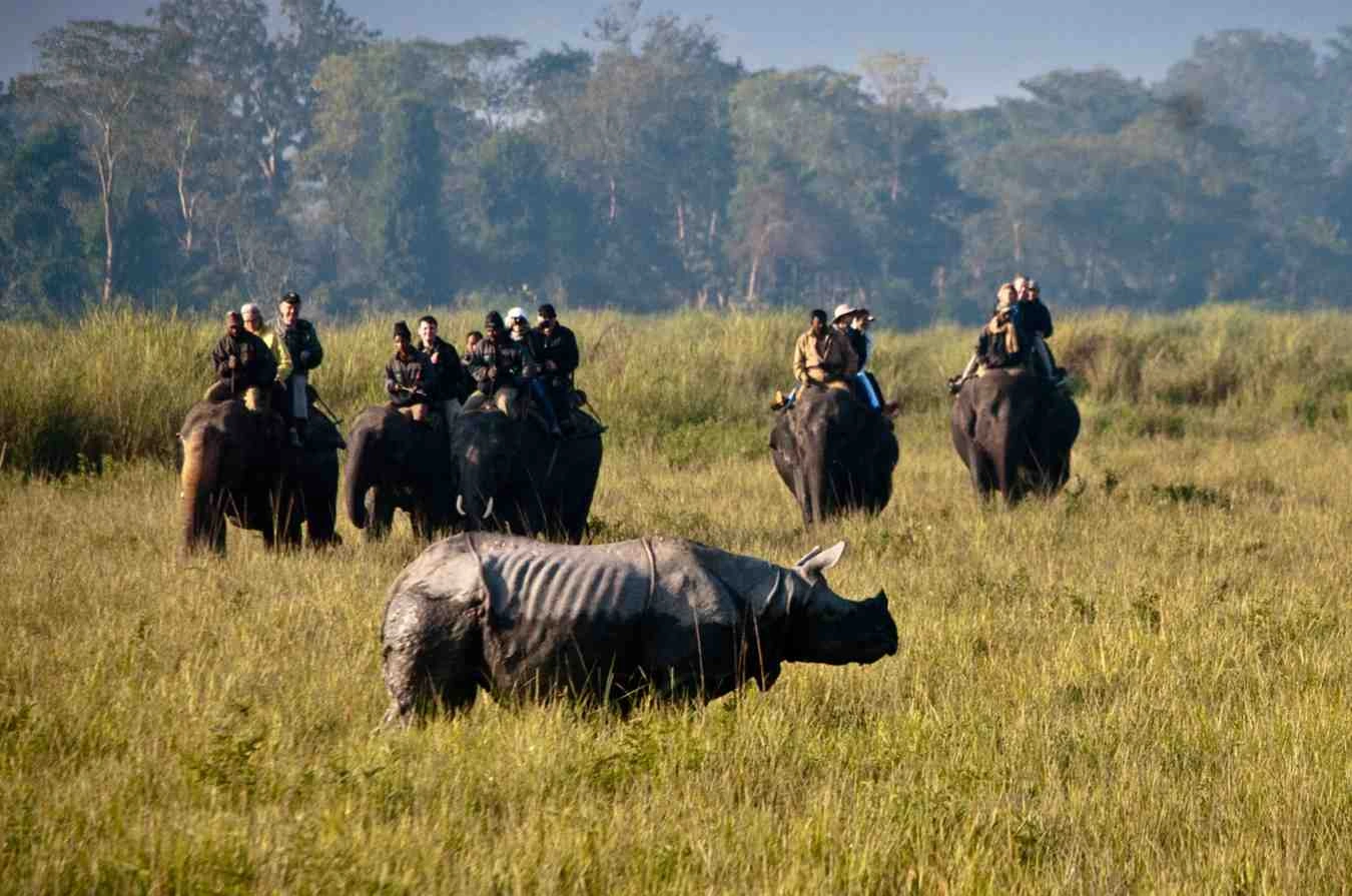 kaziranga national park assam