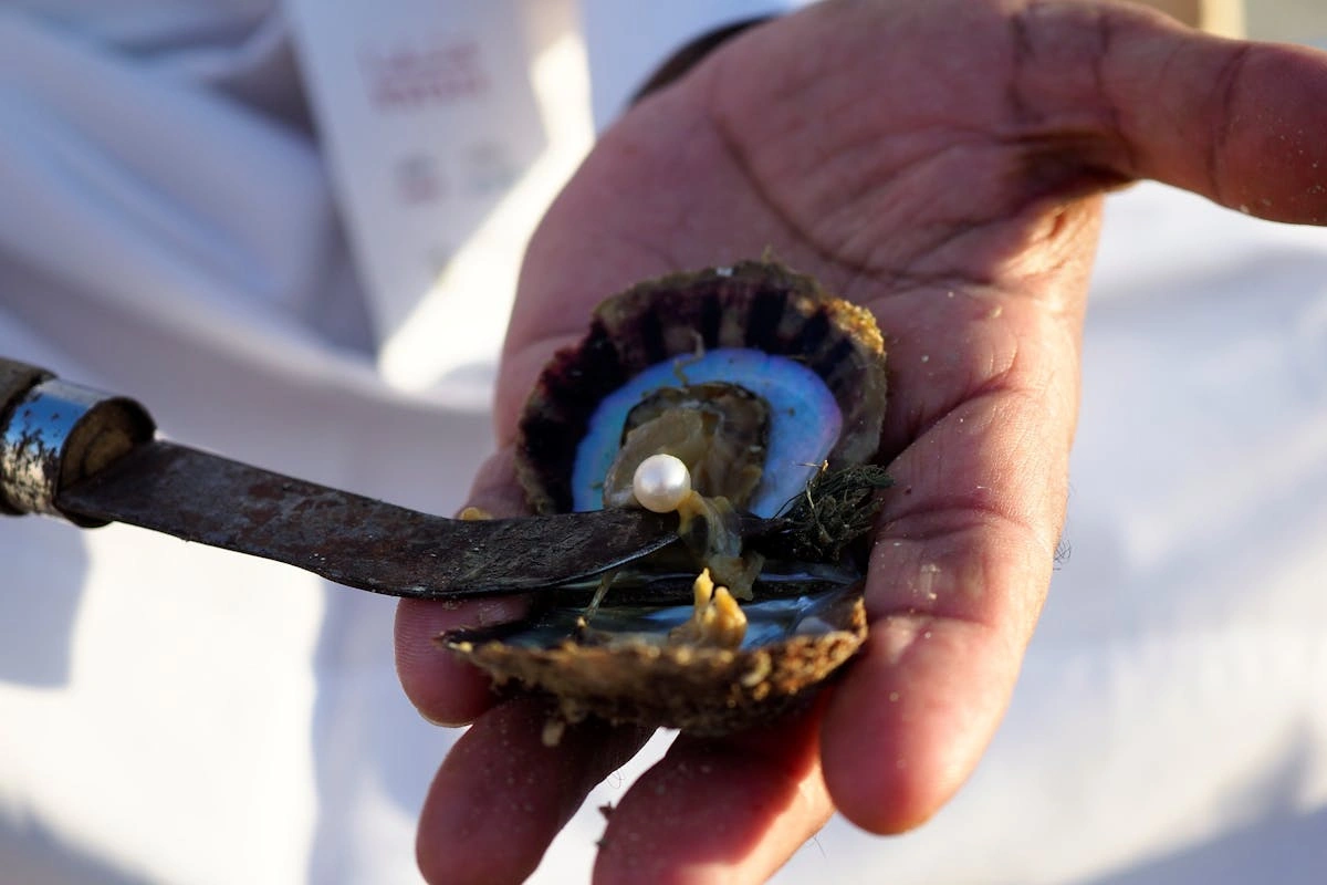 اللؤلؤ داخل المحار