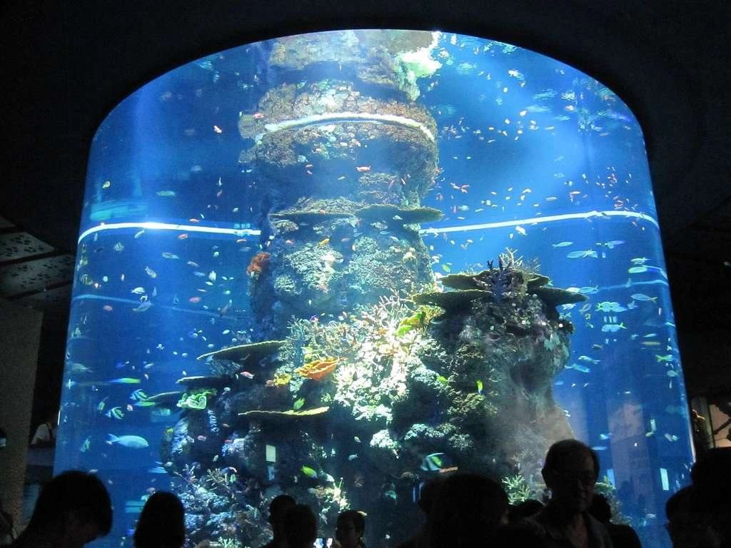 S.E.A aquarium