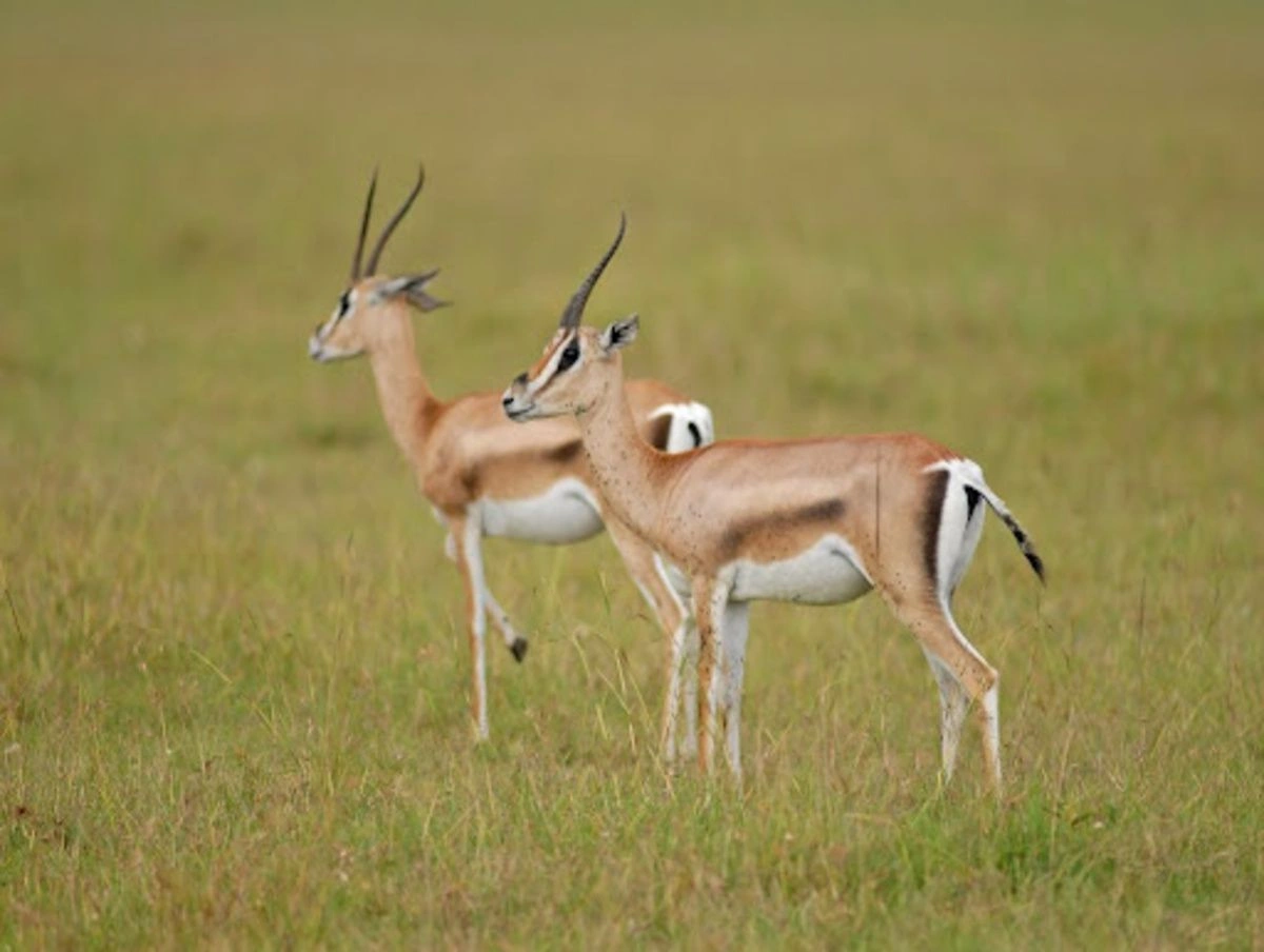 جنوب السودان