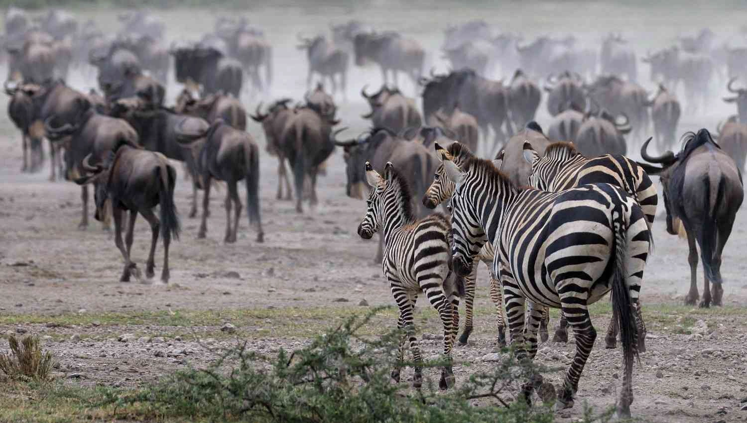 The Great Wildebeast Migration