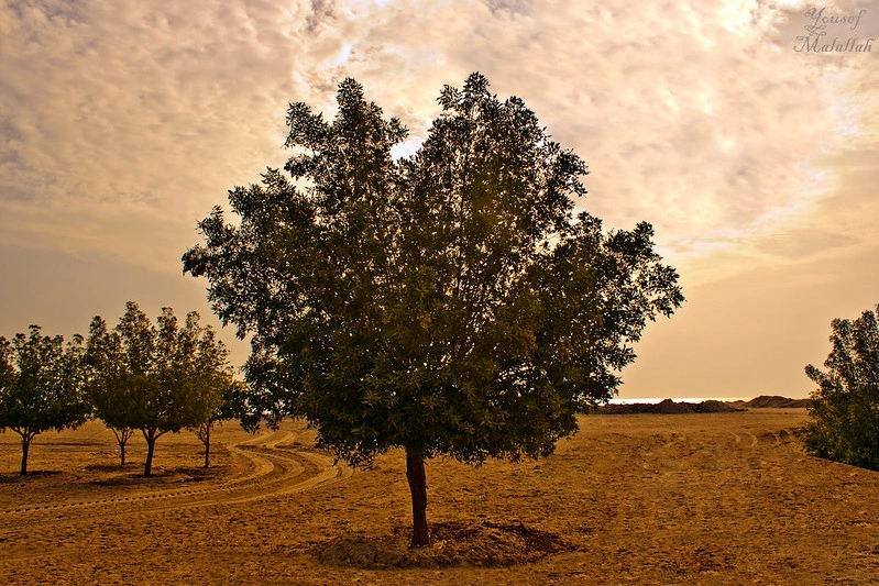شجرة الحياة