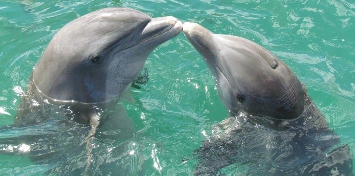 Dolphin Sea love