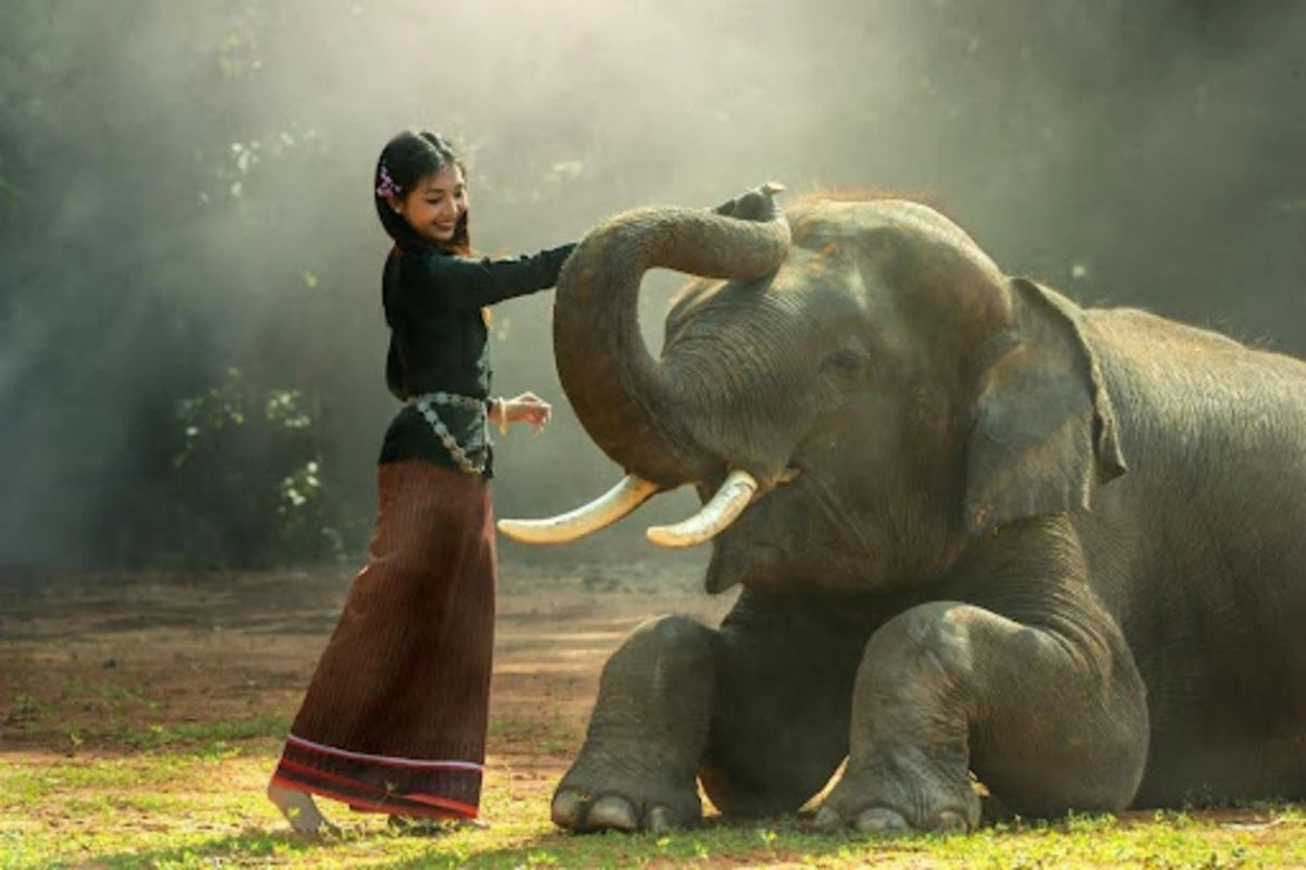 Elephant encounters