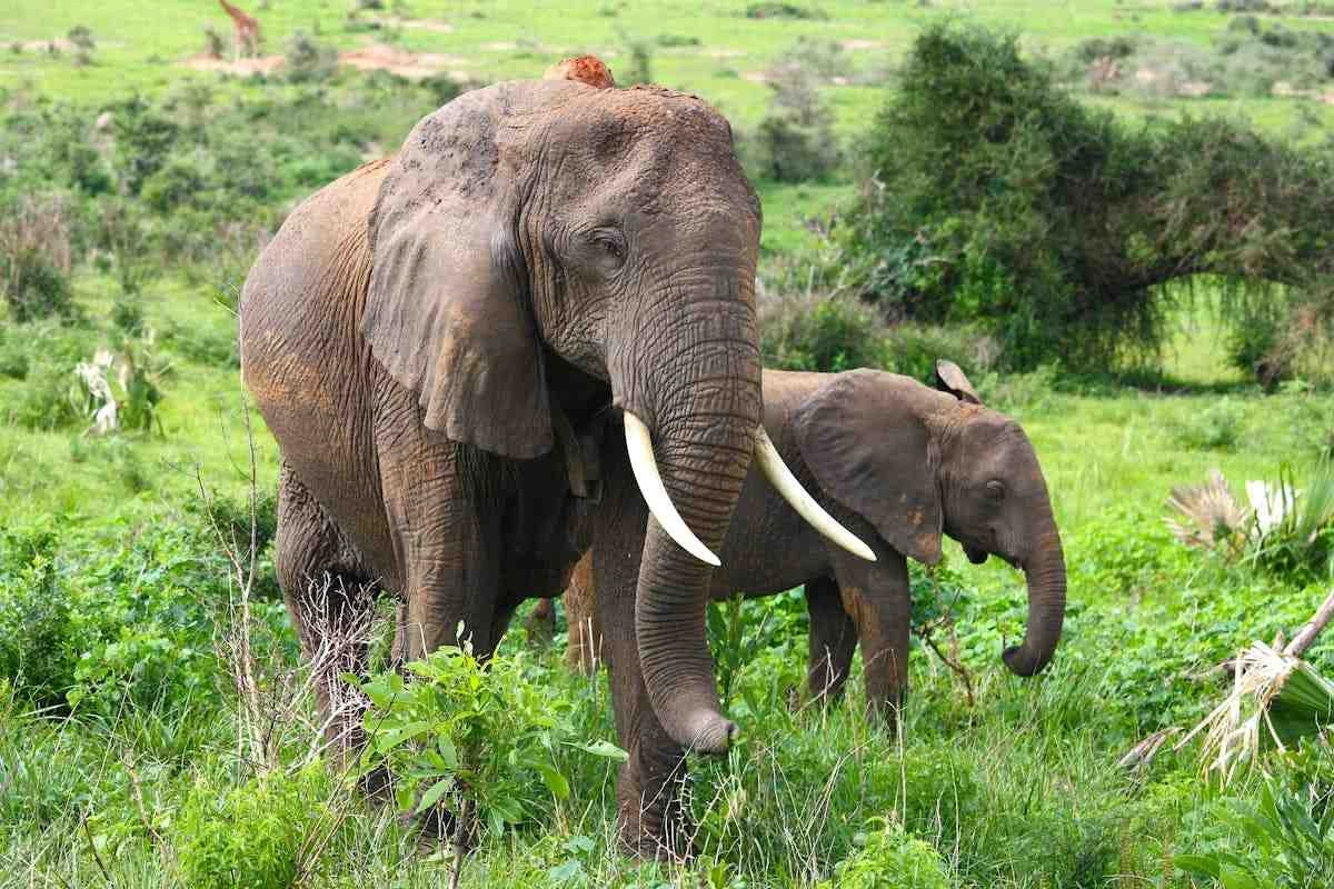 Top 5 Animals to See in Thailand