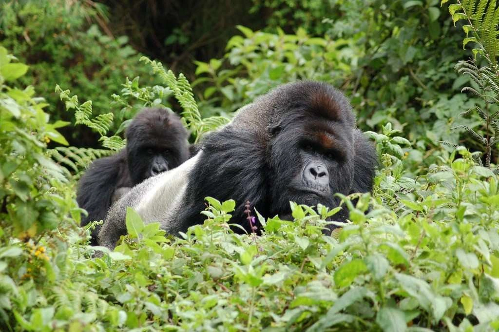 Mountain Gorilla Trekking