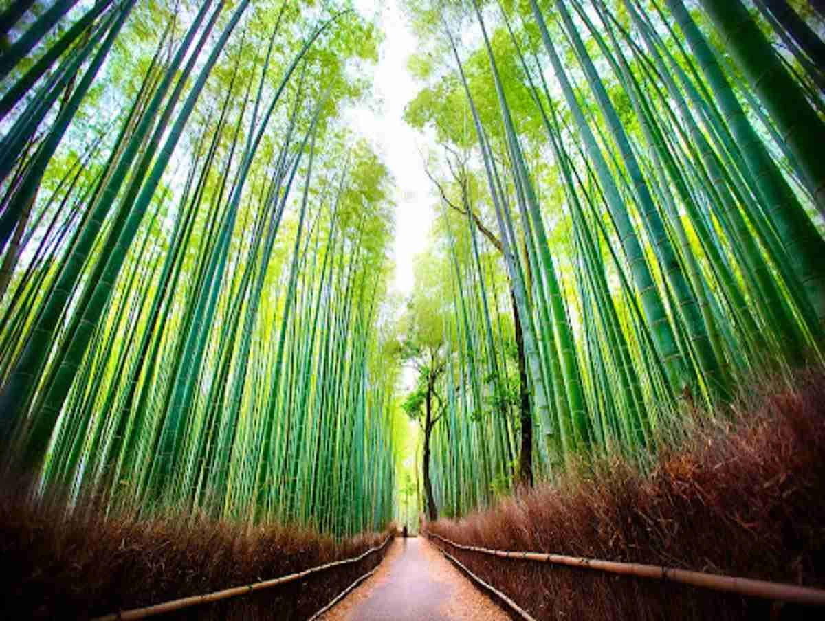 Kyoto, Japan