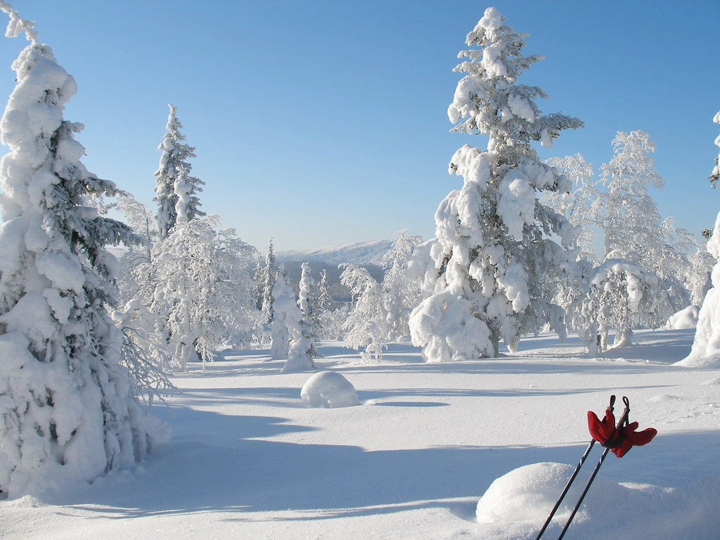 Experience enchanting snowy landscapes of Lapland.