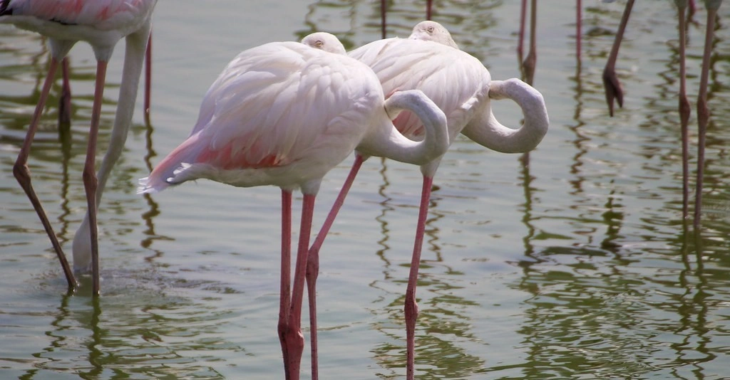Ras Al Khor Wildlife Sanctuary