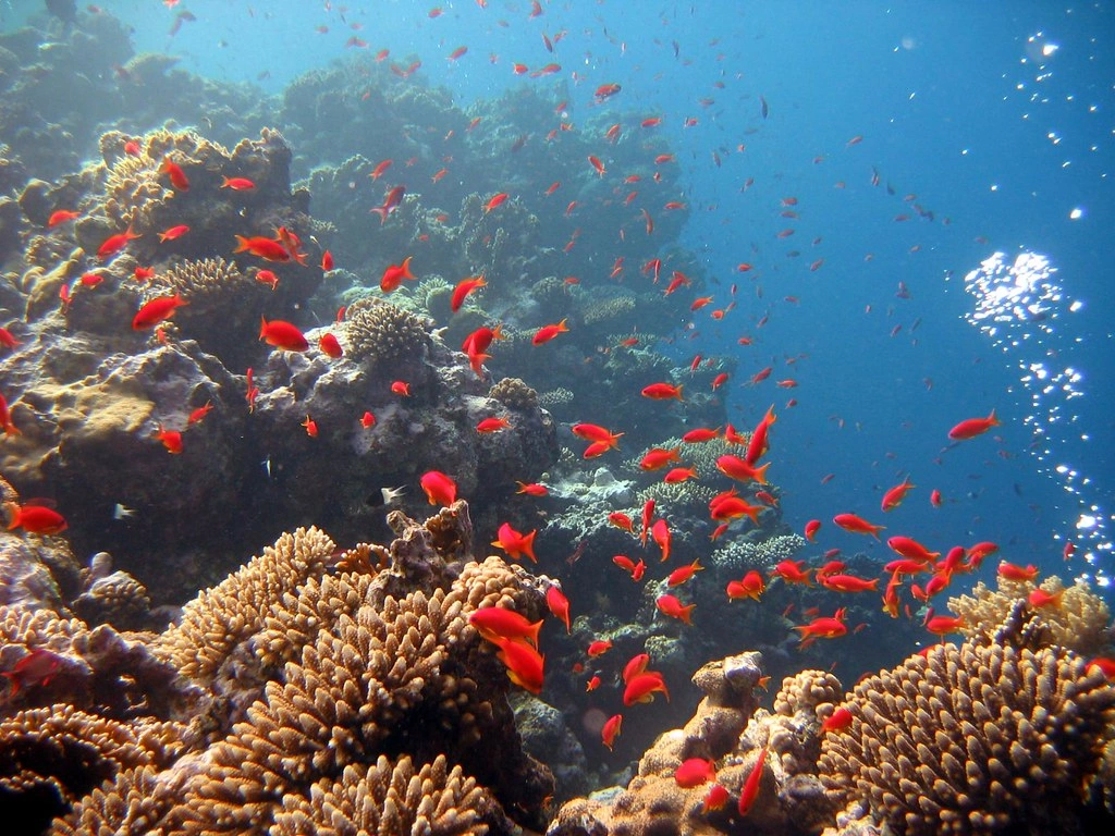 red sea
