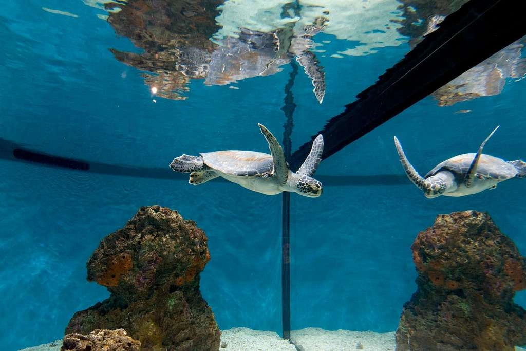 Best Aquariums In The World: A Journey Beneath the Waves