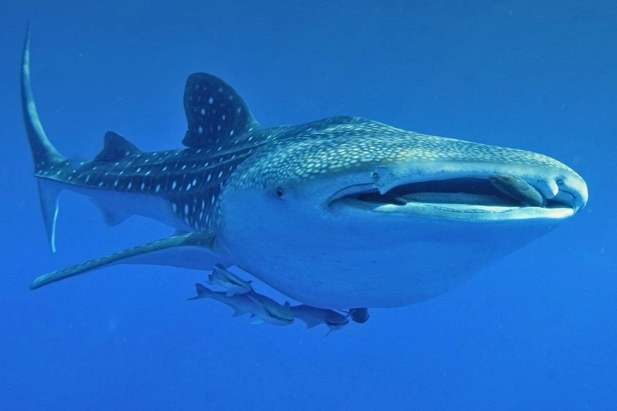 Whale sharks