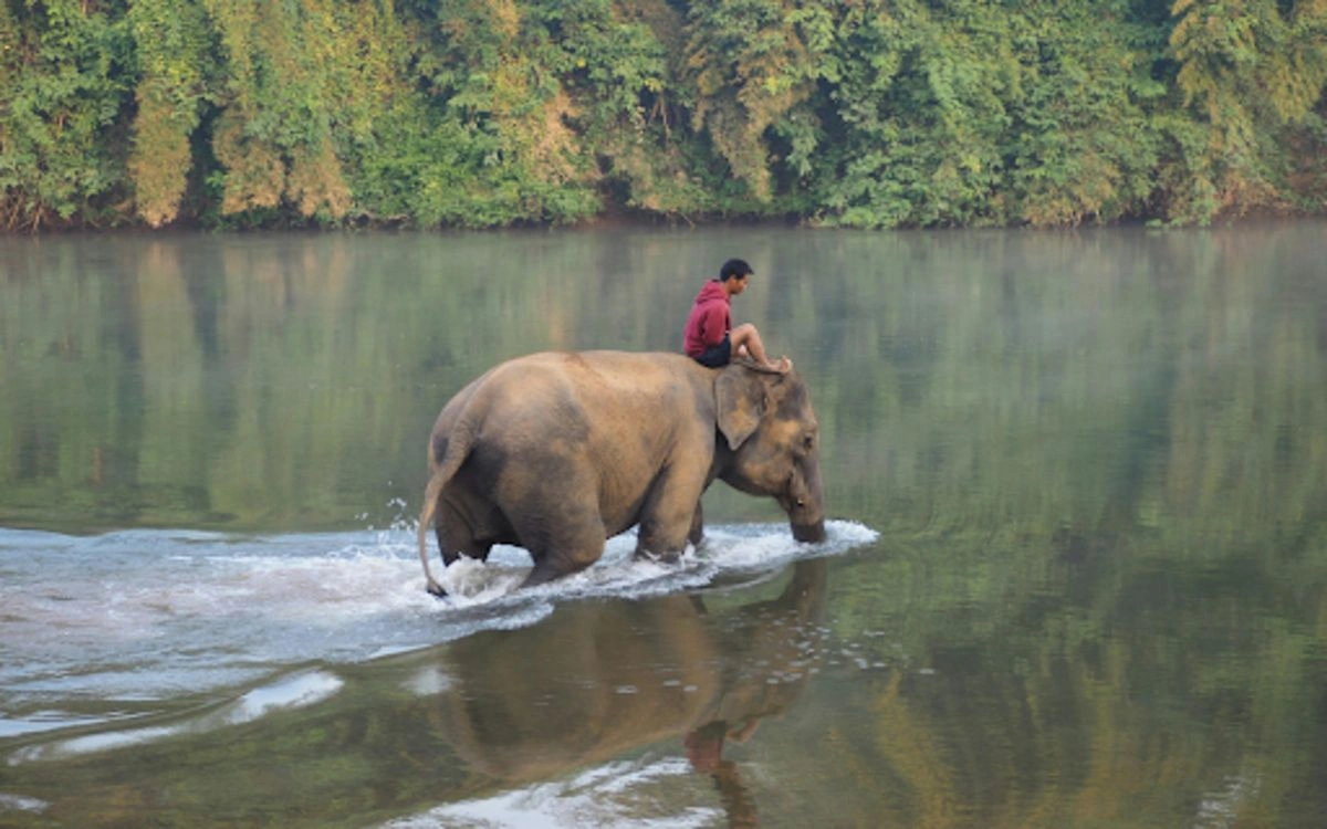 Elephants in Chiang Mai, Thailand