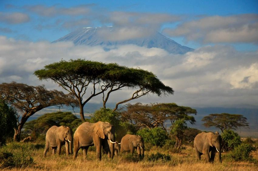 Elephants walking at safari