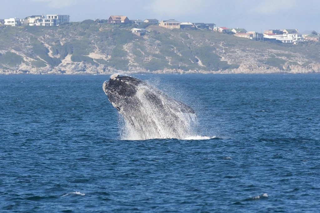 whale watching in South Africa