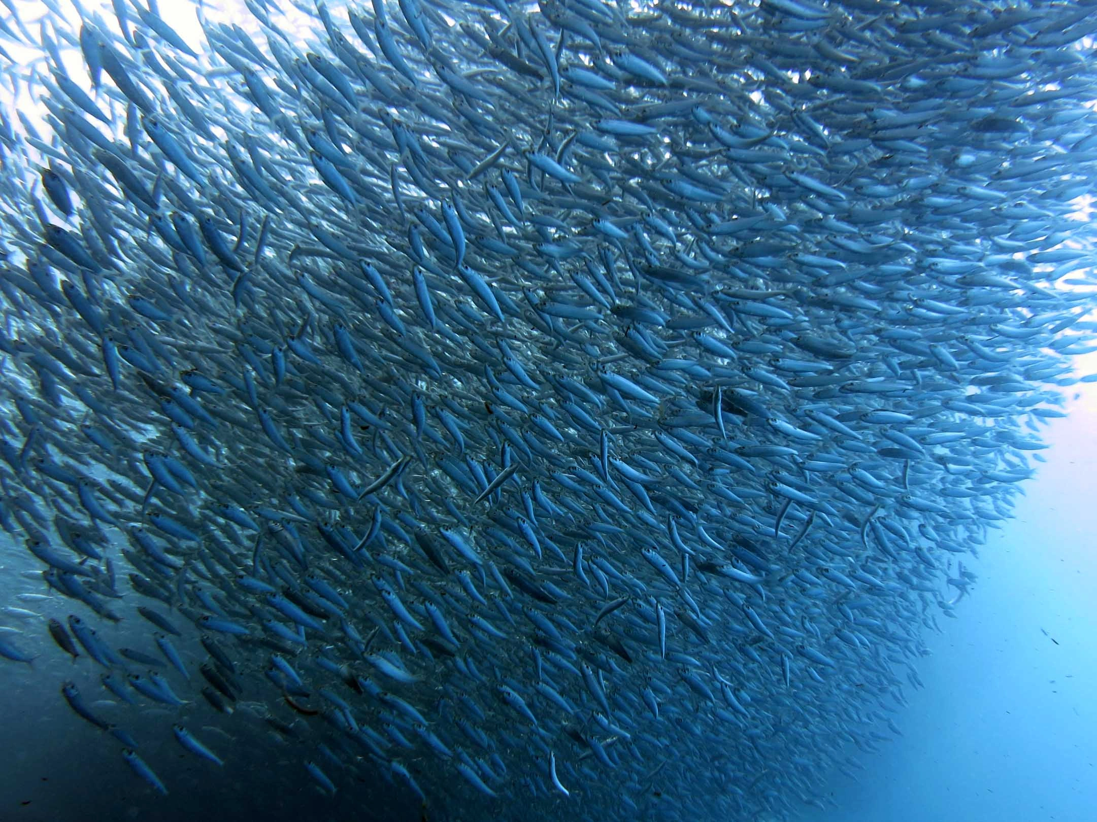 Sardine run