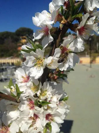 Los Almendros Restaurante