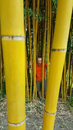 لا كافيتيريا دي فيلا كارلوتا