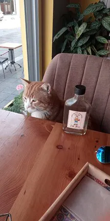 مقهى كيتشي، فتحية