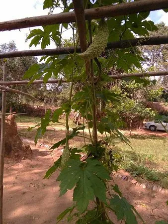 الكاجو والمكسرات مطعم سيجيريا