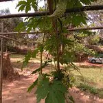 الكاجو والمكسرات مطعم سيجيريا