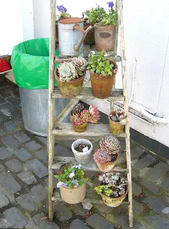 مقهى فينيكس