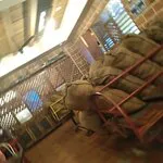 أدامينتي تشاياكادا