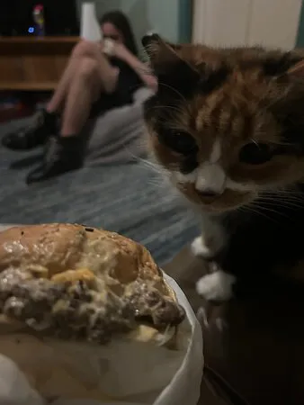 نيو داي كافيه