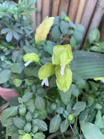 مطعم باسوري