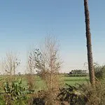 مطعم علي بابا