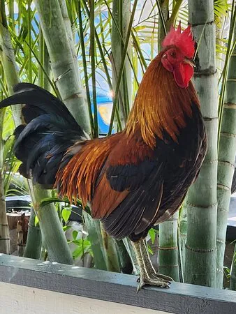 الديك الأقوياء