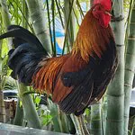 الديك الأقوياء