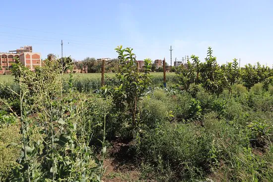 مطعم لودج البدوي الأقصر