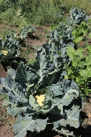 مطعم لودج البدوي الأقصر