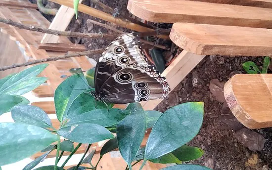 Dubai Butterfly Garden