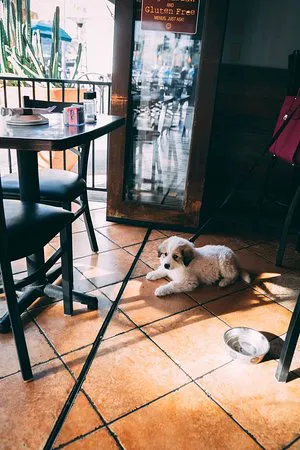 بيت ريفيل العام