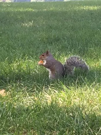 Potbelly Sandwich Shop